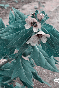 plante toxique