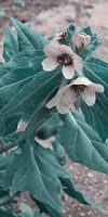 plante toxique
